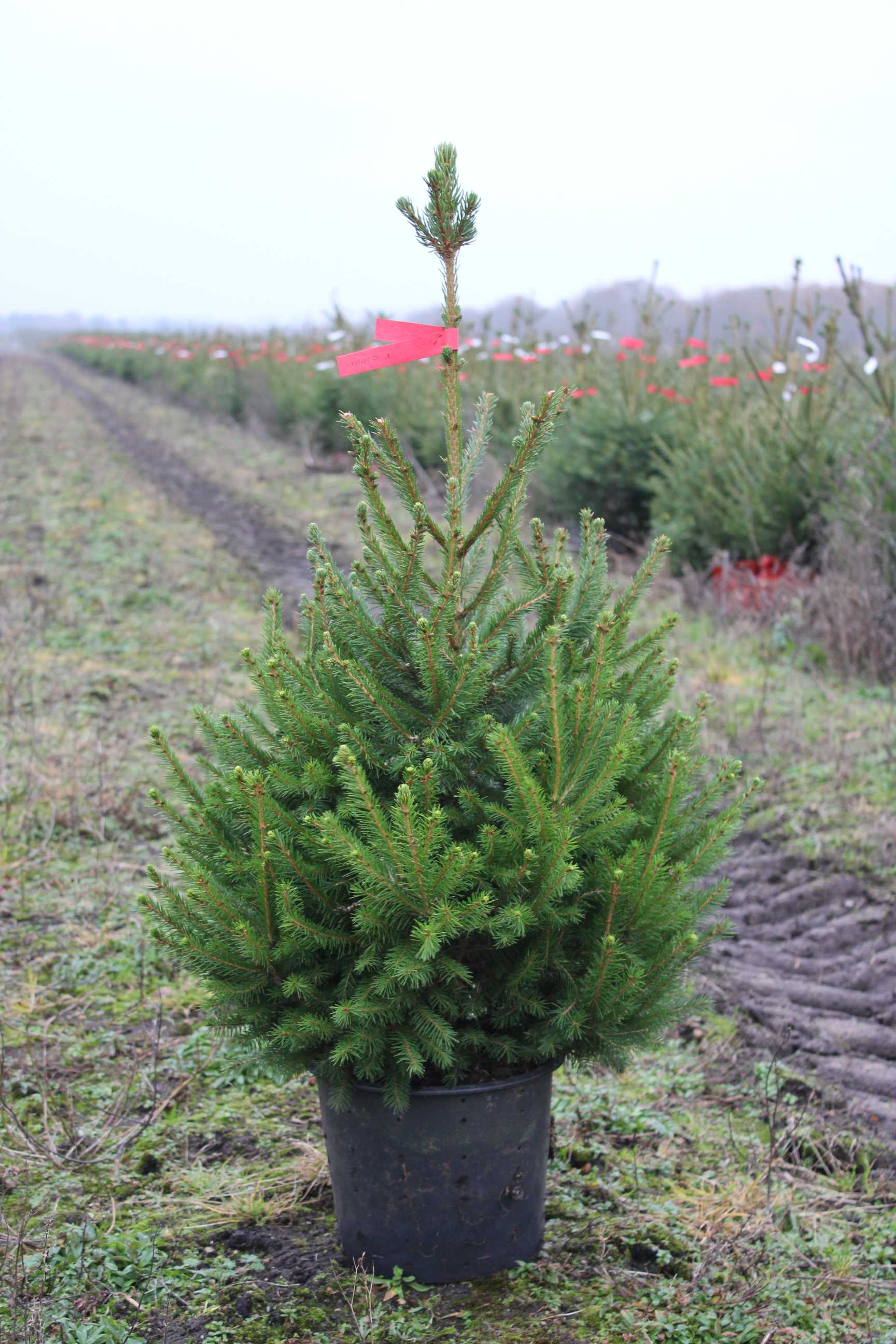 Norway Spruce10