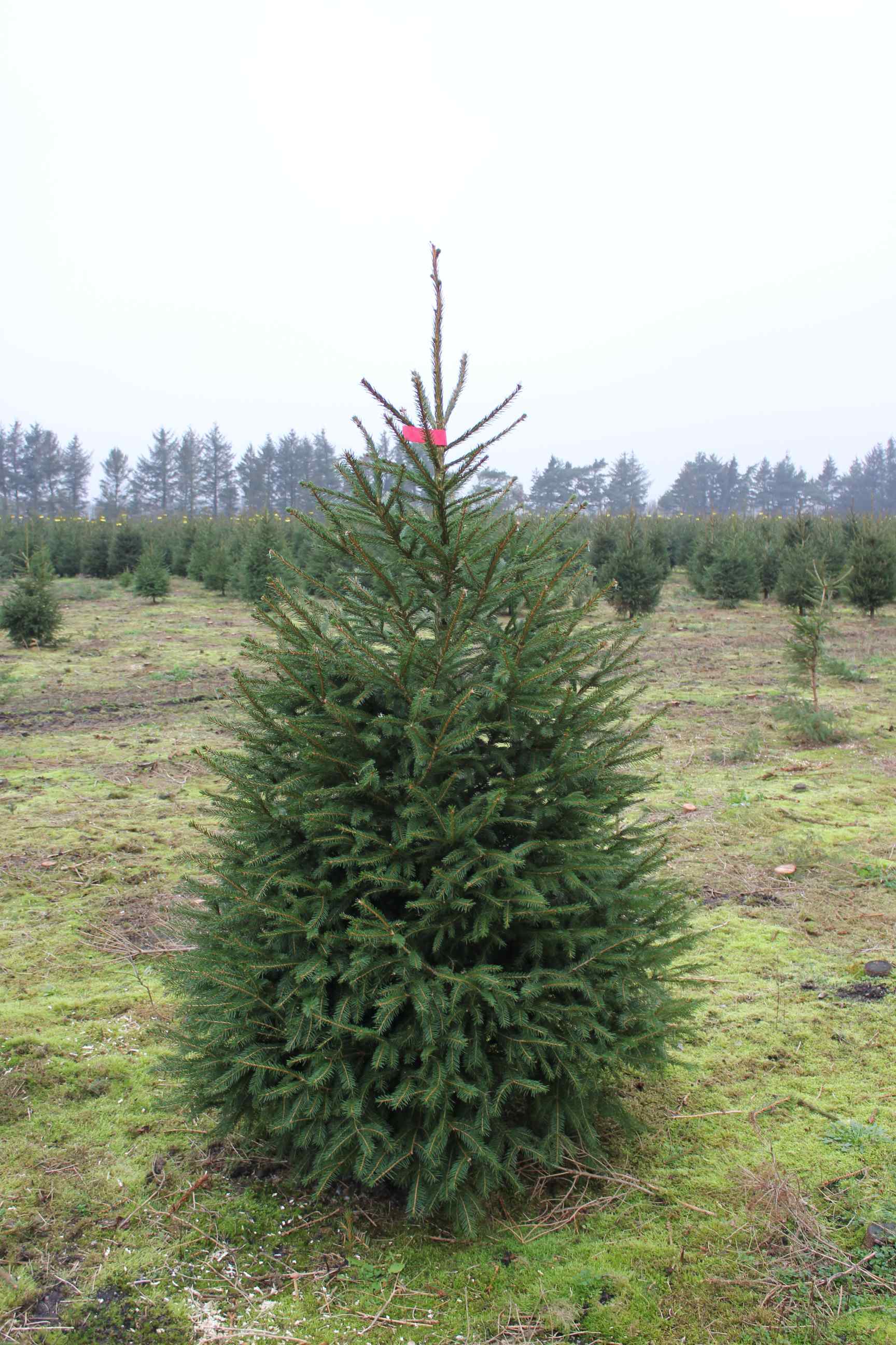 Norway Spruce5